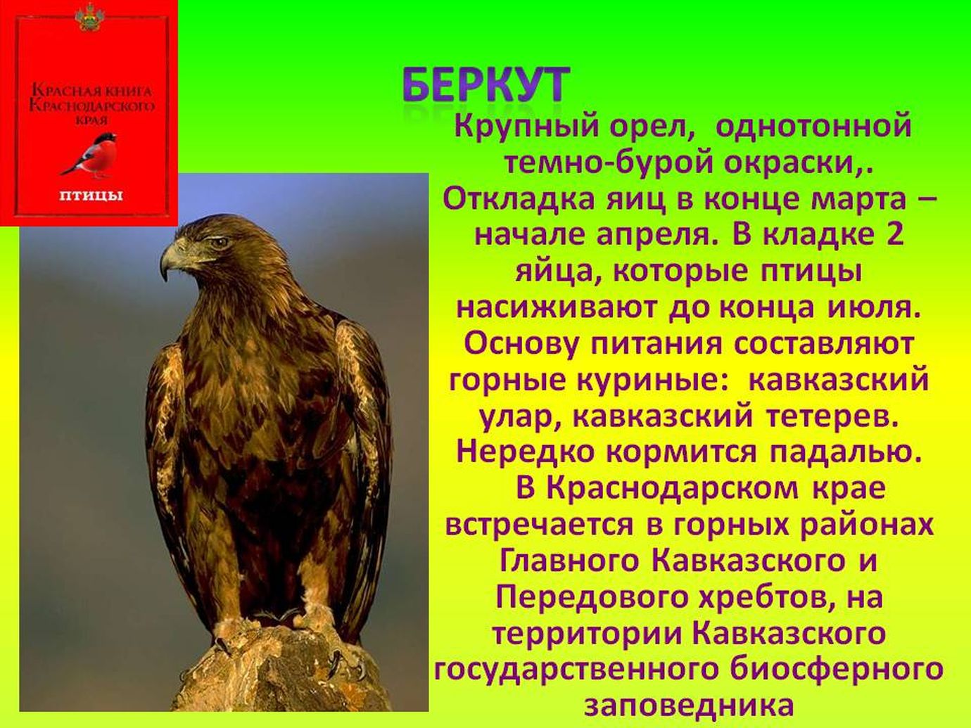 Хищные птицы краснодарского края - 70 фото