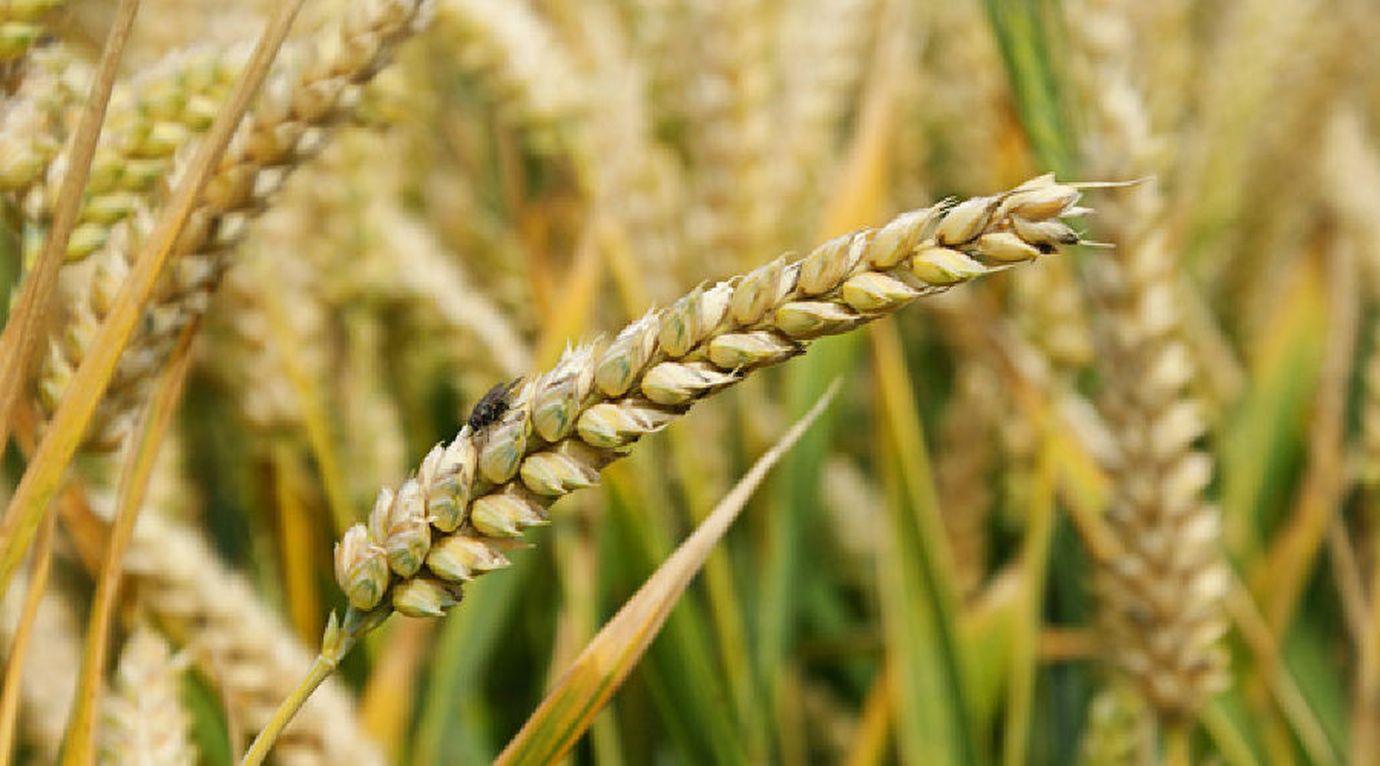 pole field wheat b2 hin1gg7 1