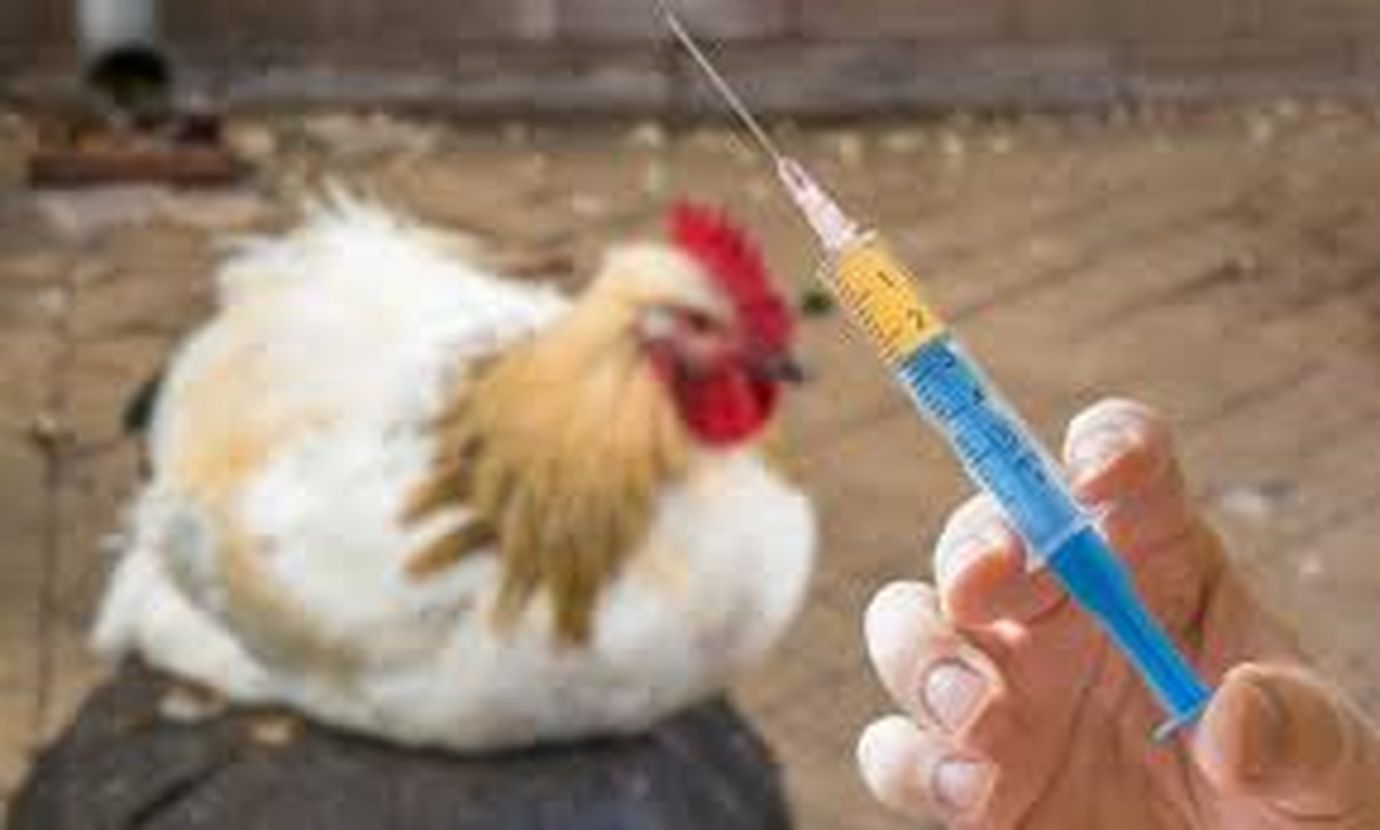 вакцинация птицы 1