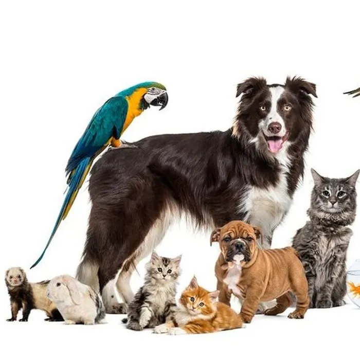 Памятка для владельцев домашних животных