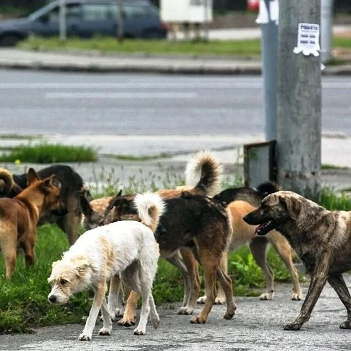 Отлов животных без владельцев на территории Тимашевского района