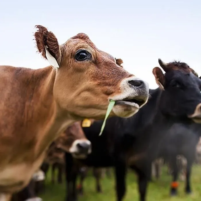 Лейкоз крупного рогатого скота