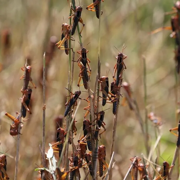 Саранча в Краснодарском крае!
