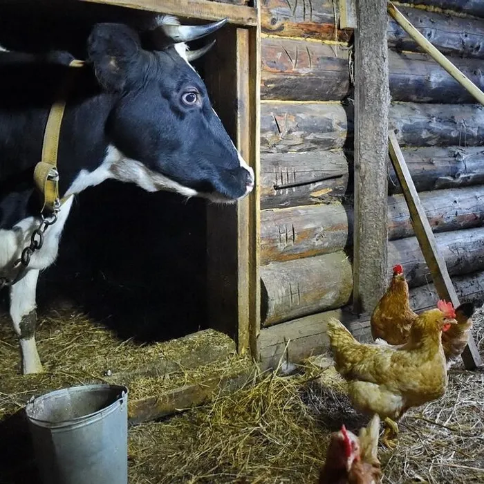 Как заключить СОЦИАЛЬНЫЙ КОНТРАКТ  по направлению «Ведение личного подсобного хозяйства»