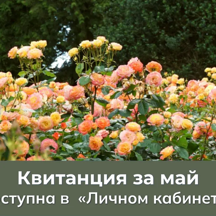 С 1 июня в "Личном кабинете" доступна квитанция для оплаты газа, потребленного в мае.