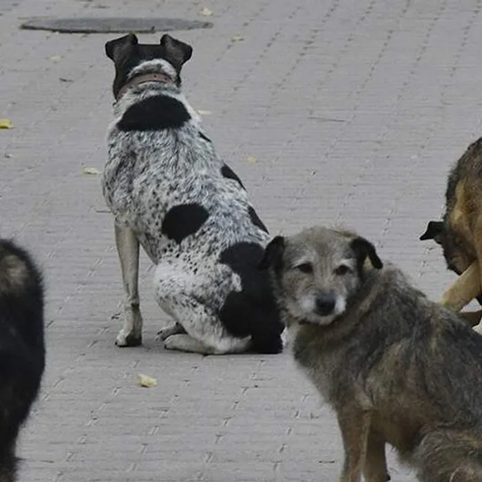 Основы безопасного поведения при встрече с собаками
