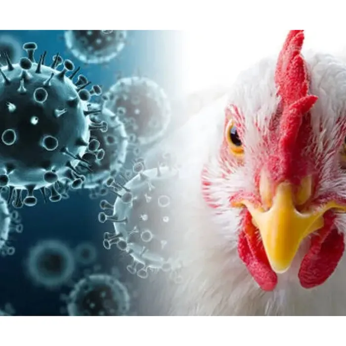 В связи с неблагополучной эпизоотической ситуацией по высокопатогенному гриппу птиц и АЧС администрация Роговского сельского поселения информирует.