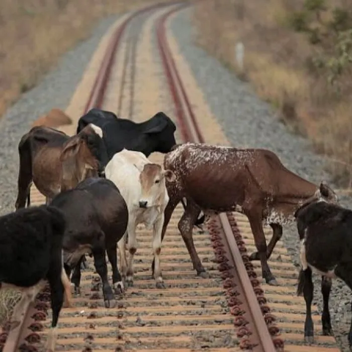 ОАО «РЖД»: «Бесконтрольный выход скота на железнодорожное полотно приводит к серьезным последствиям»