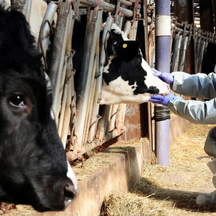 ПАМЯТКА населению по профилактике ящура животных