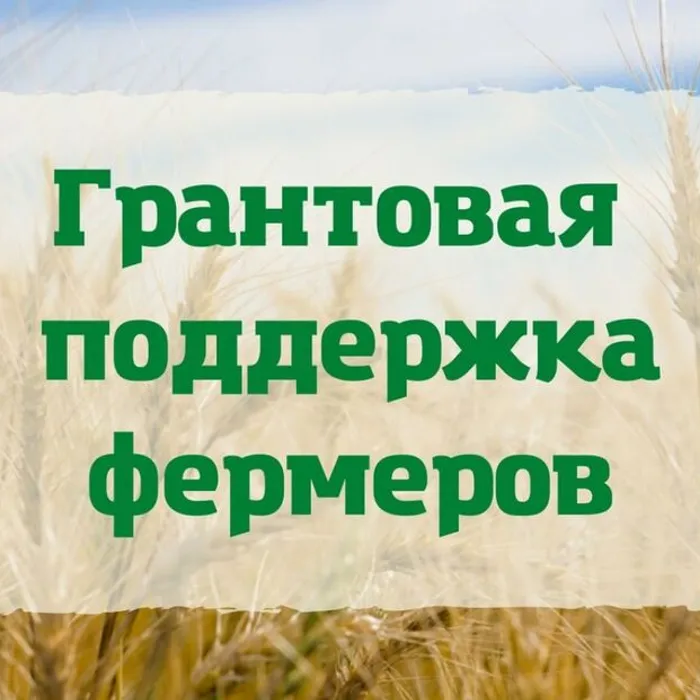 Гранты начинающим СПоК 2025