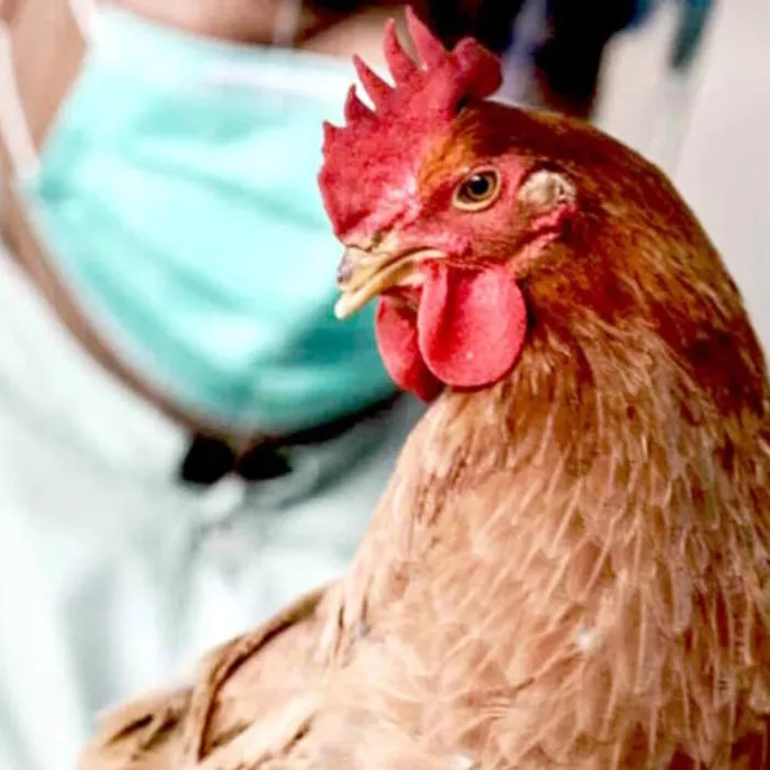 ПАМЯТКА населению по профилактике птичьего гриппа